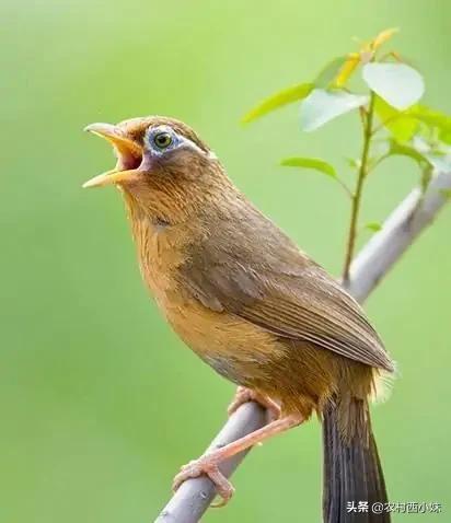 画眉鸟的小技巧,怎么才能让画眉鸟好养