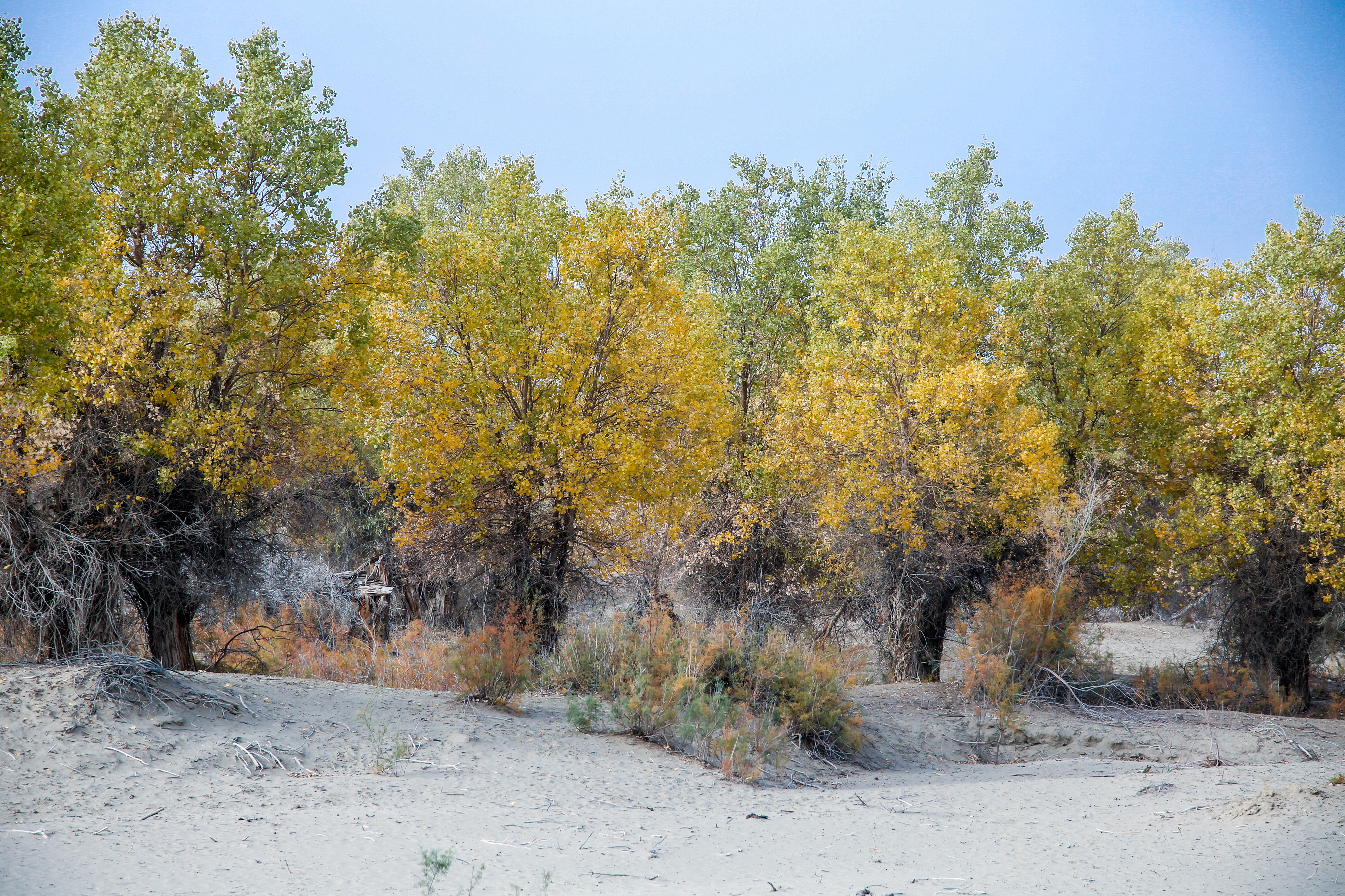 新疆南疆的胡杨,新疆沙雅胡杨林