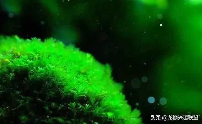 沉木绑扎什么莫斯好,珊瑚莫斯怎么绑扎