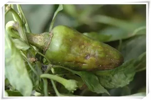 辣椒病害图谱大全大图,辣椒病害大全图片及防治方法