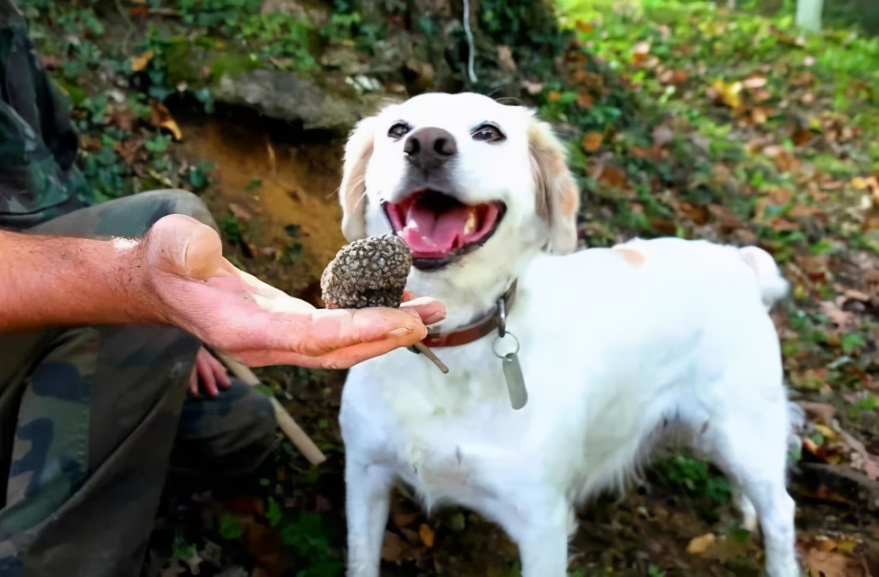 白松黑露，在丽江「上演旷世传奇」