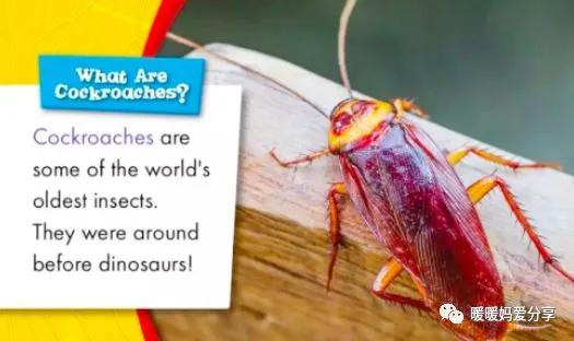 有哪些原版英语书值得启蒙,英文启蒙必备书