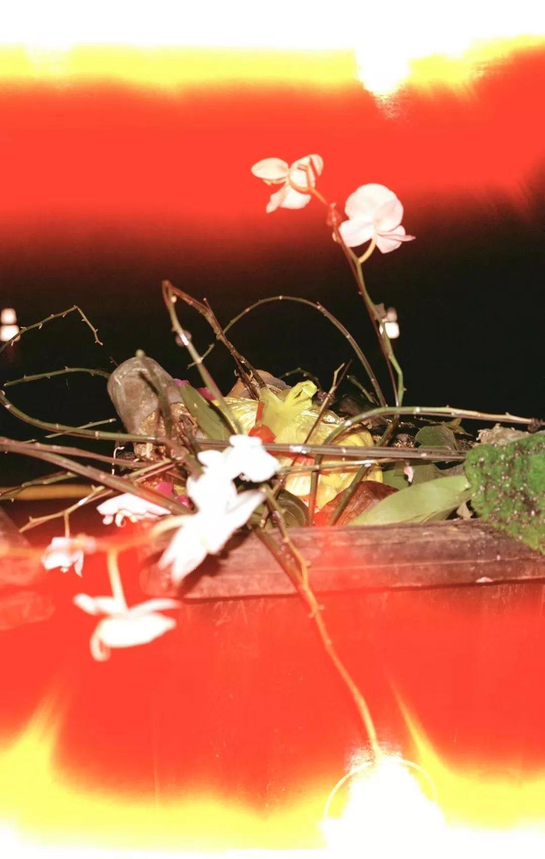 什么花最受女孩欢迎,女孩子中比较受欢迎的花