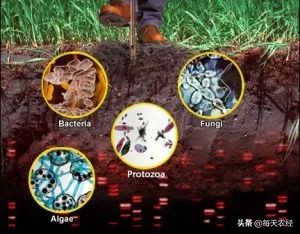 菌肥的种类图片大全,买肥料不要上当受骗