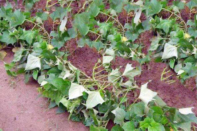 红薯20天以后怎么管理,红薯管理方法大全