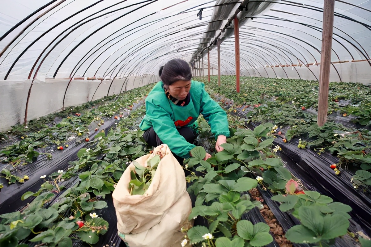 草莓花果期疑难问题图文解析,草莓果期如何促花