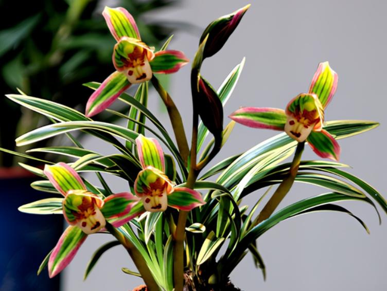 矮种建兰帝王妃开什么花,建兰帝王妃的种植方法