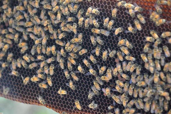 学养蜂的基础知识,养蜂基础知识和技巧