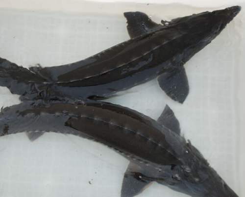 养殖鲟鱼骗局,中国养殖鲟鱼