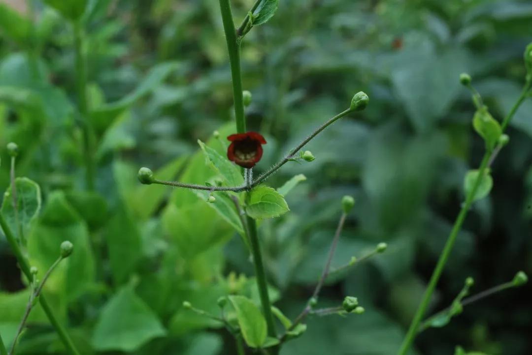 冬天常见中药植物图片及功效,花期长的草本植物图片
