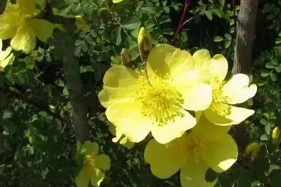 摄影艺术100种花的花语太全了,100种花卉和花语