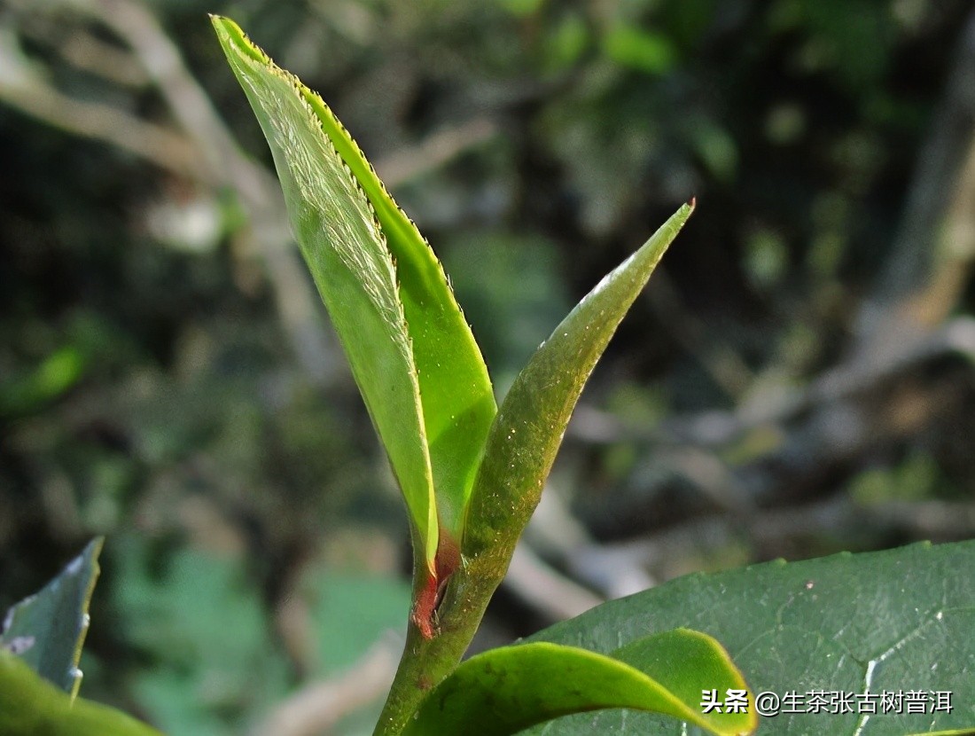 普洱茶临沧茶区分布图最新,临沧茶山分布图
