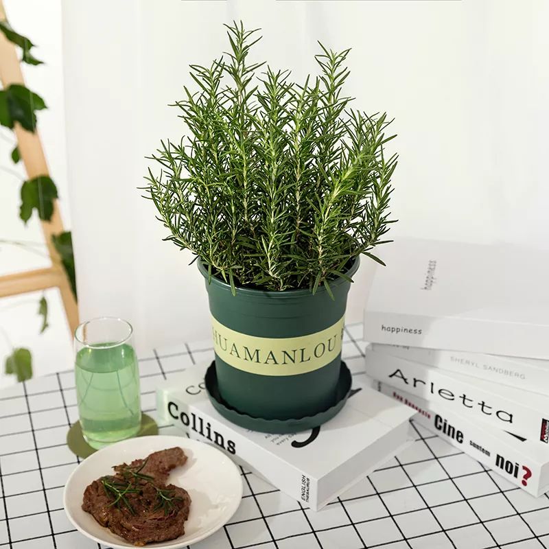 网购的植物好看又好养活的有哪些,网上买什么植物好看好养