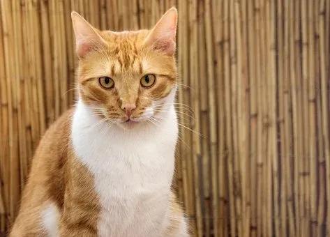 猫咪抓了很多苍蝇怎么办,猫咪又抓又蹬