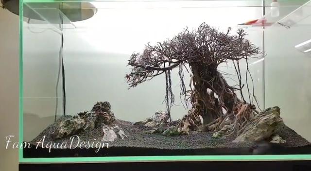 莫斯树到底好不好,莫斯树是什么