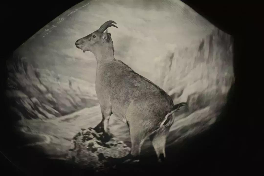 当世界剩下两只猫,当世界只剩两个人