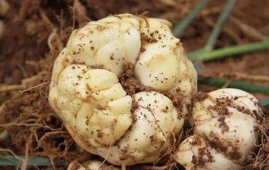 妇科炎症常反复？早晨起来，常喝3种水，多吃1种菜，炎症慢慢消