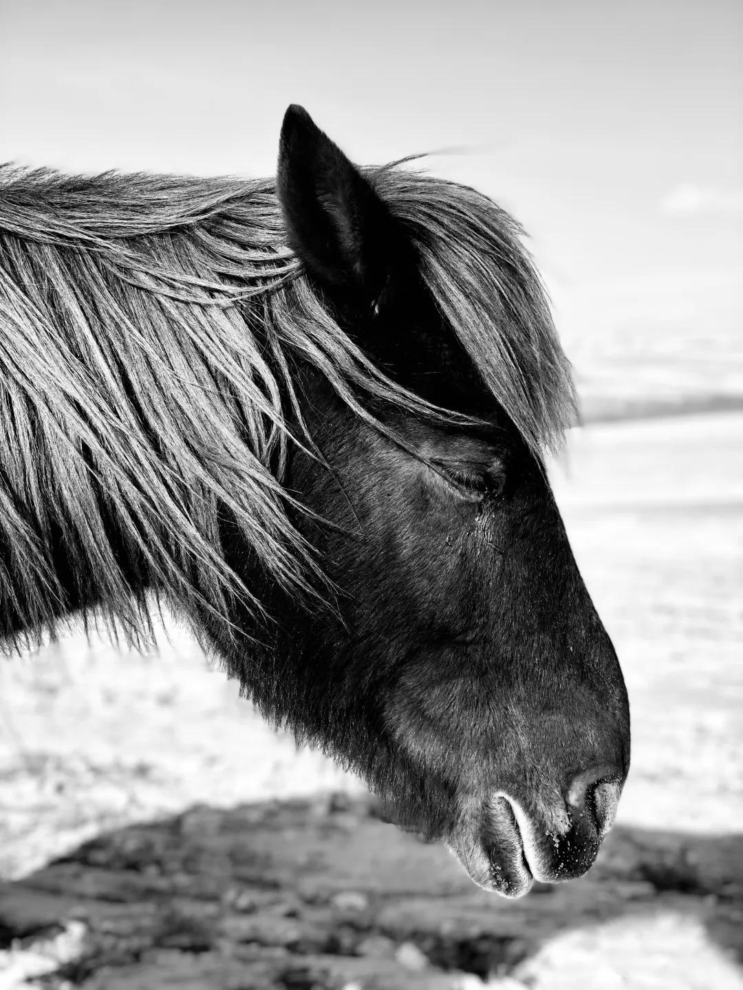 iPhone相机操作技巧,iphone相机操作指南3.0