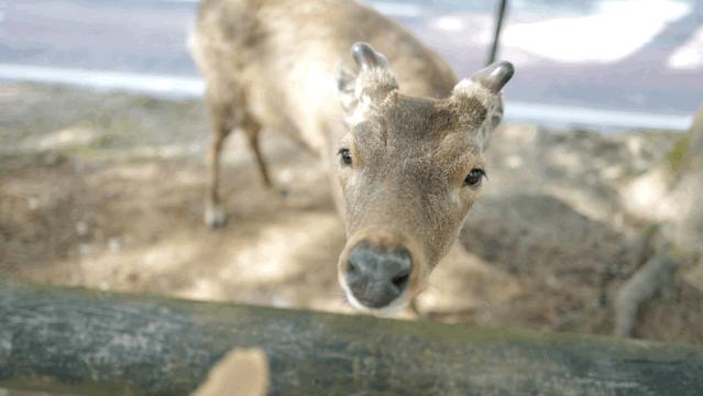超级妈妈带娃日常生活,超级妈妈带5个孩子
