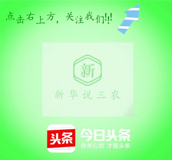 母猪产前不吃食最好的方法,母猪产前三四天不食怎么办