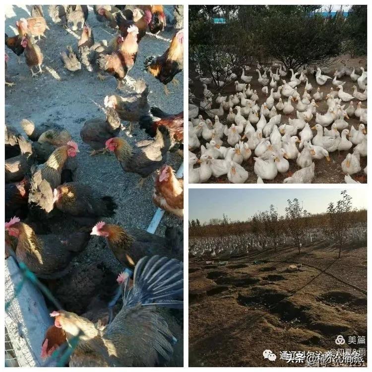 福鲜圆笨猪肉黑猪肉连锁店