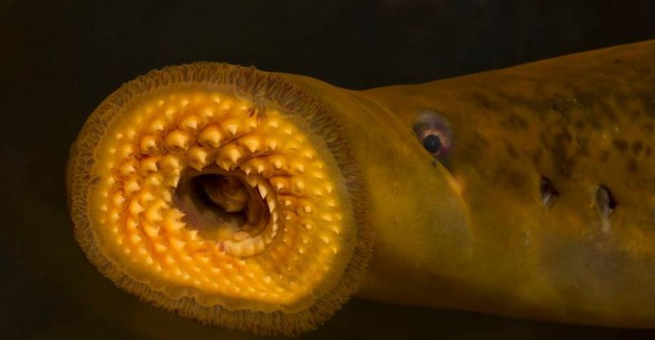 邓氏鱼怎么灭亡,邓氏鱼用什么驯服