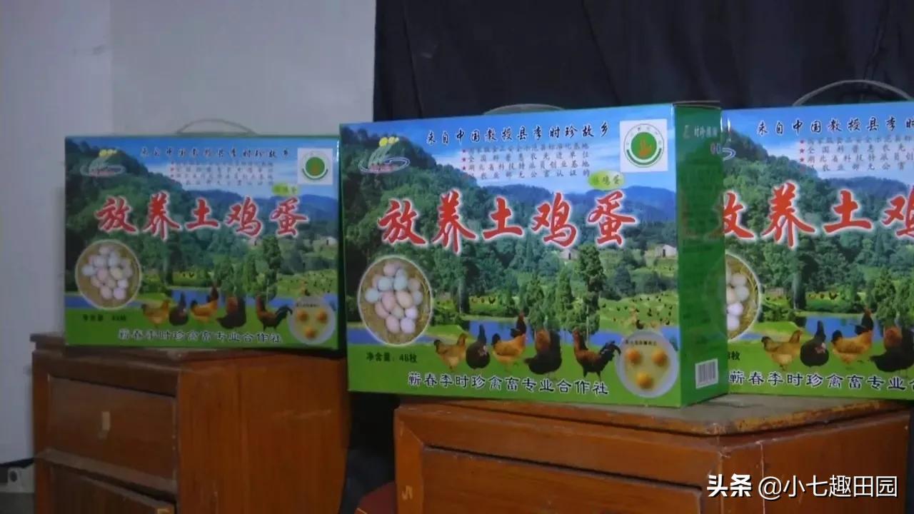 树林养鸡一年可以挣多少钱,70亩树林养鸡利润