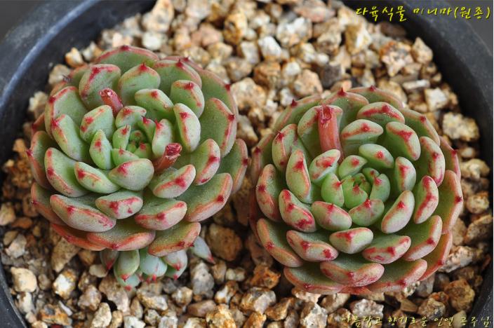 韩国多肉大全图片,多肉公主的图片