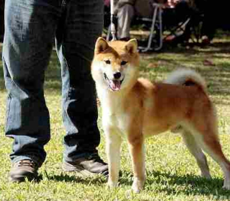 狗狗凶人反抗应该怎么引导,训练狗狗遇到坏人怎么处理