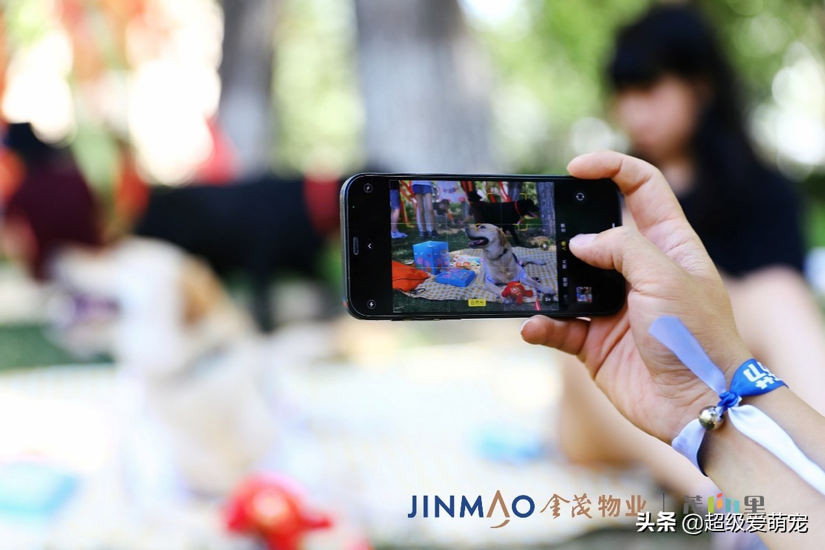 金茂广场萌宠生活节,金茂物业活动