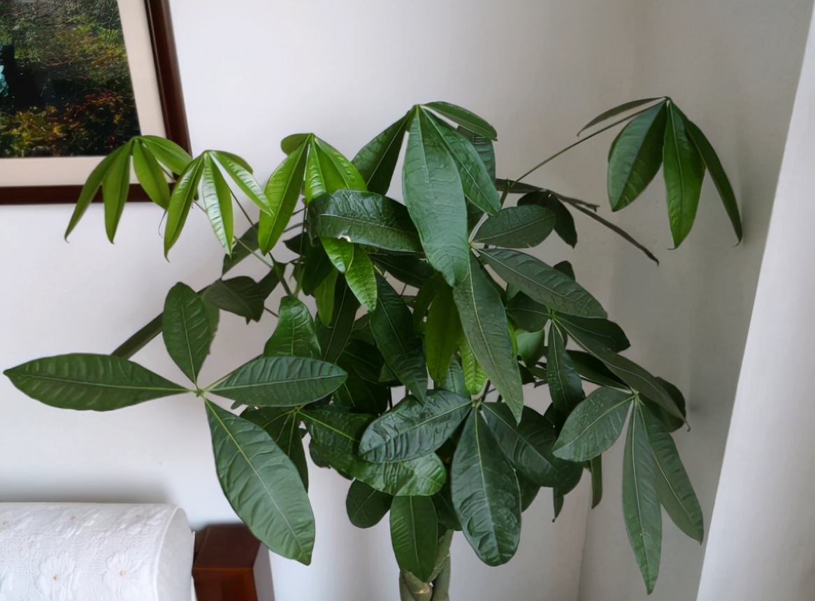 养发财树3个忠告,养发财树有什么禁忌