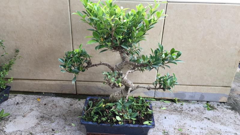 新手也能学会的修剪盆景技巧,枸杞盆景修剪技巧图解