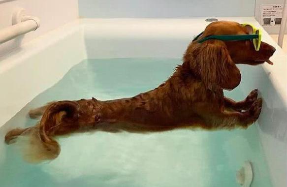 可卡犬为什么不建议养,可卡犬的正确喂养方法