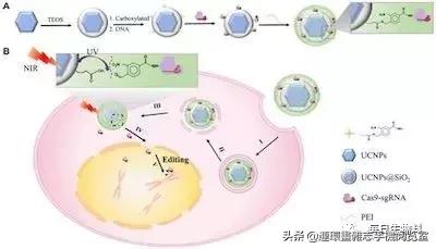 基因编辑最新研究进展,abcc11基因编辑研究进展