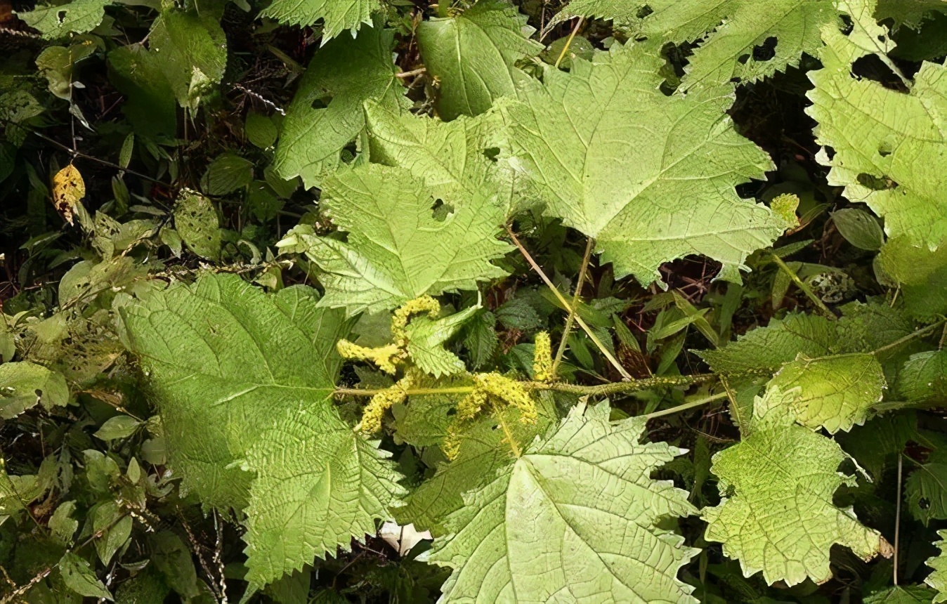 野外常见有毒植物科普,野外哪些植物有毒