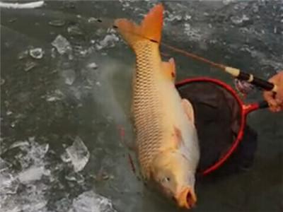 钓鱼为什么要那么多太空豆,太空豆如何钓鱼