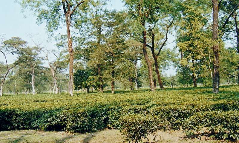 磷元素最好的来源,磷元素在生物中的作用