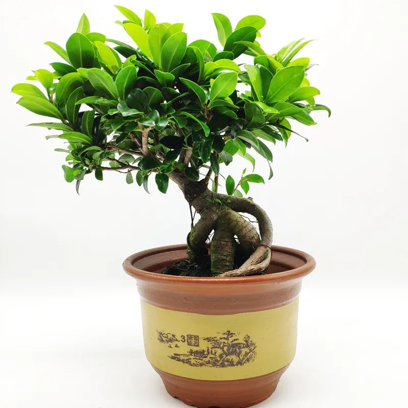 细叶榕树和小叶榕树图片对比,枝繁叶茂榕树图片