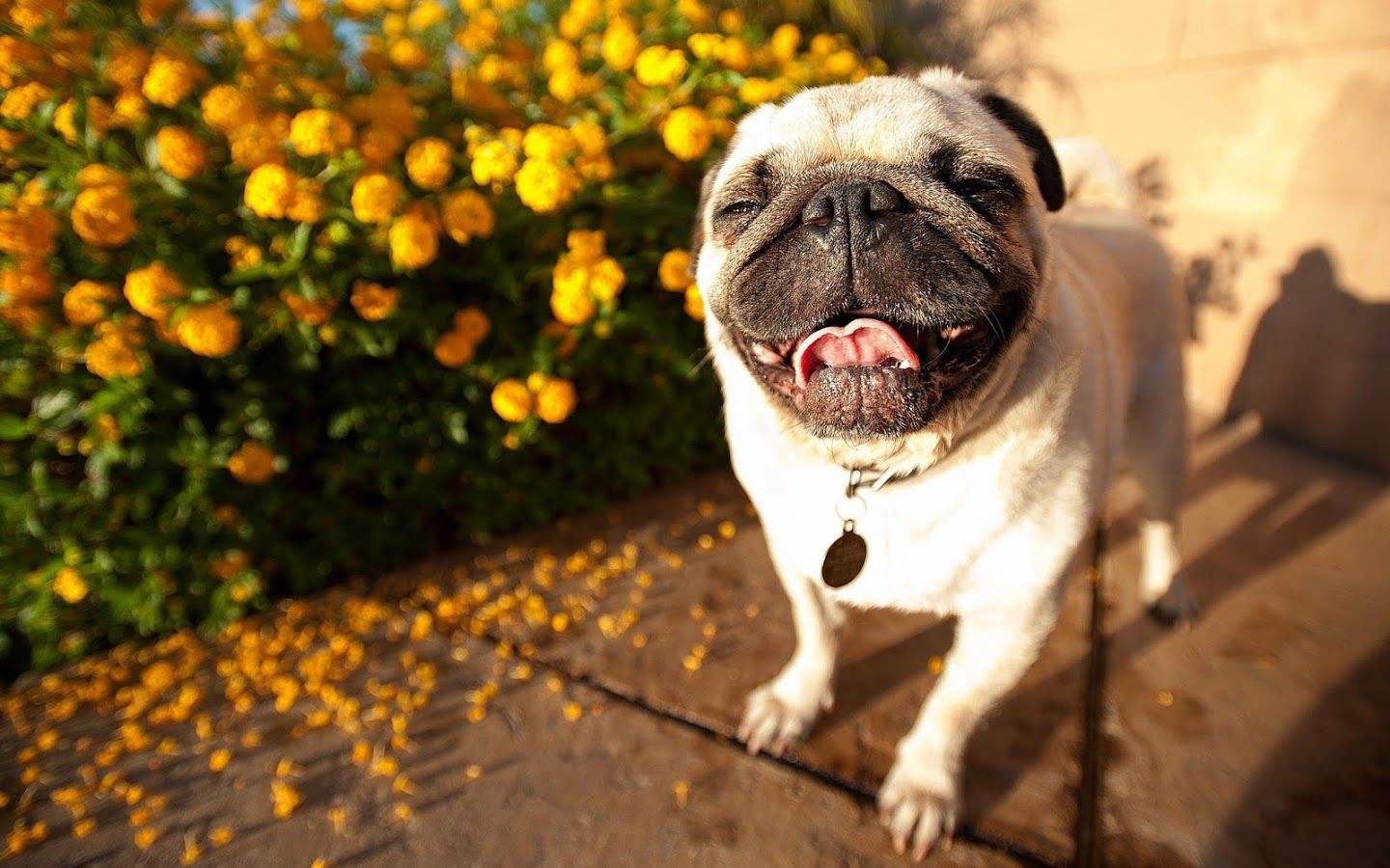 柯基小短腿狗,像柯基的都有什么狗