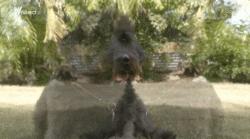 澳洲狗子吸毒,澳大利亚流浪狗