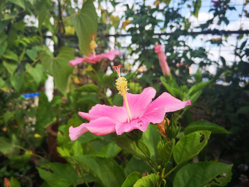 一方净地与你分享——扶桑花开,热烈奔放