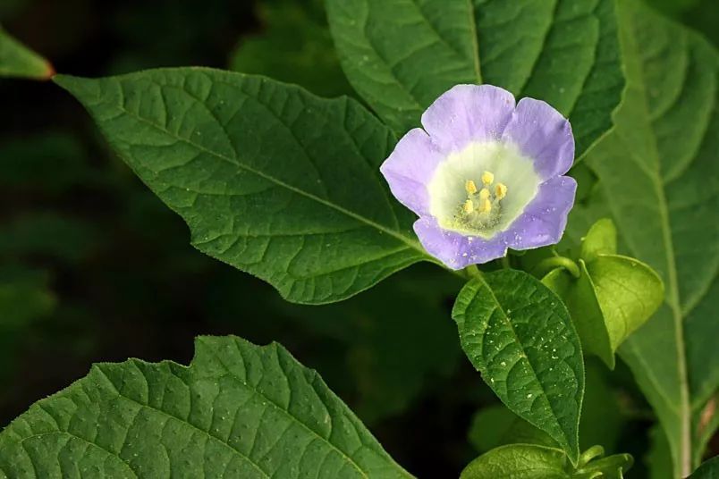 四川冰粉小吃适合摆摊,街边小吃冰粉推荐