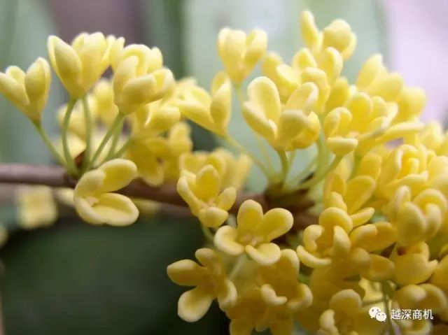 中国各大城市市花介绍,全国56市市花太美了的视频