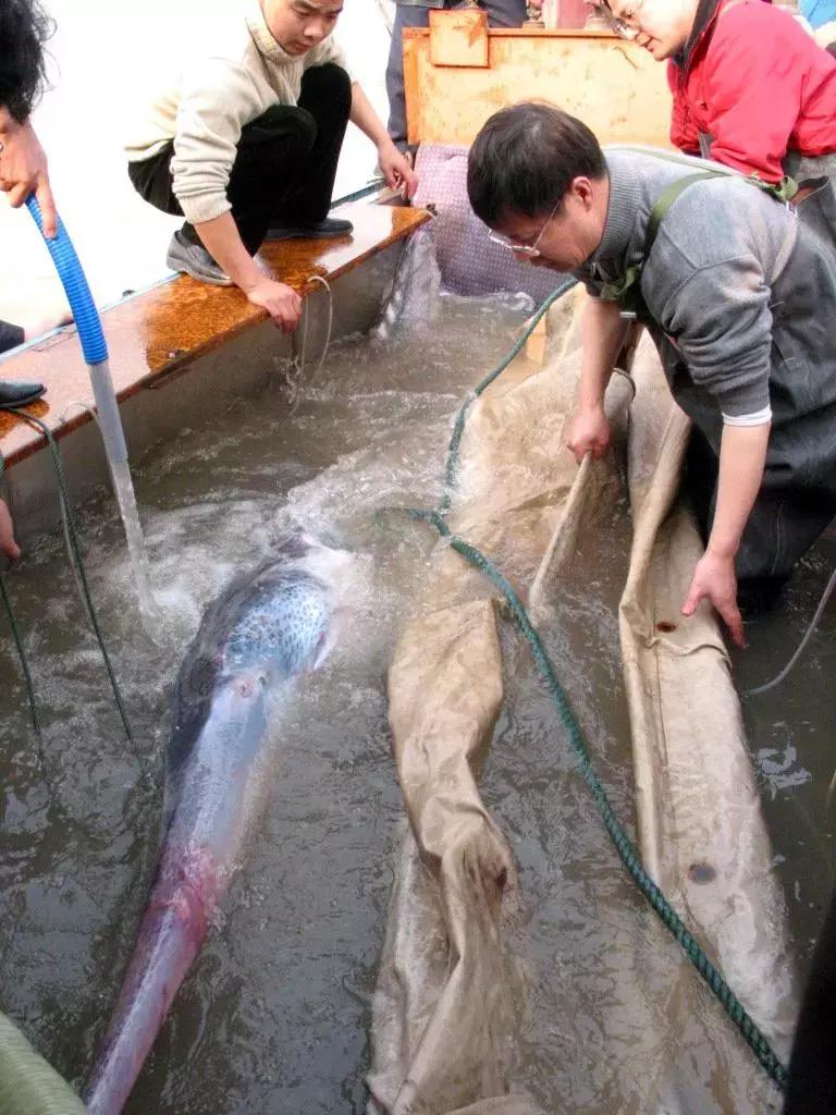 没有熊猫可爱，其他珍稀动物就活该灭绝？