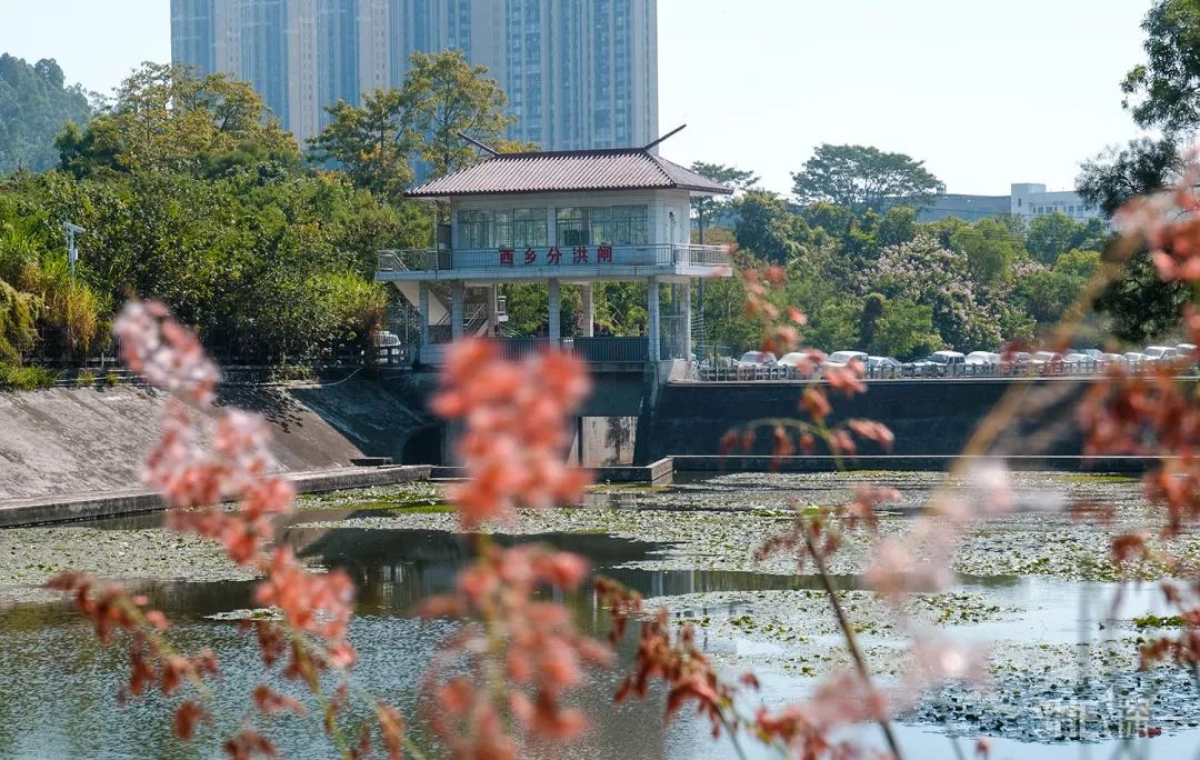 别总去大沙河了！深圳这条极少有人知道的河流，更神秘