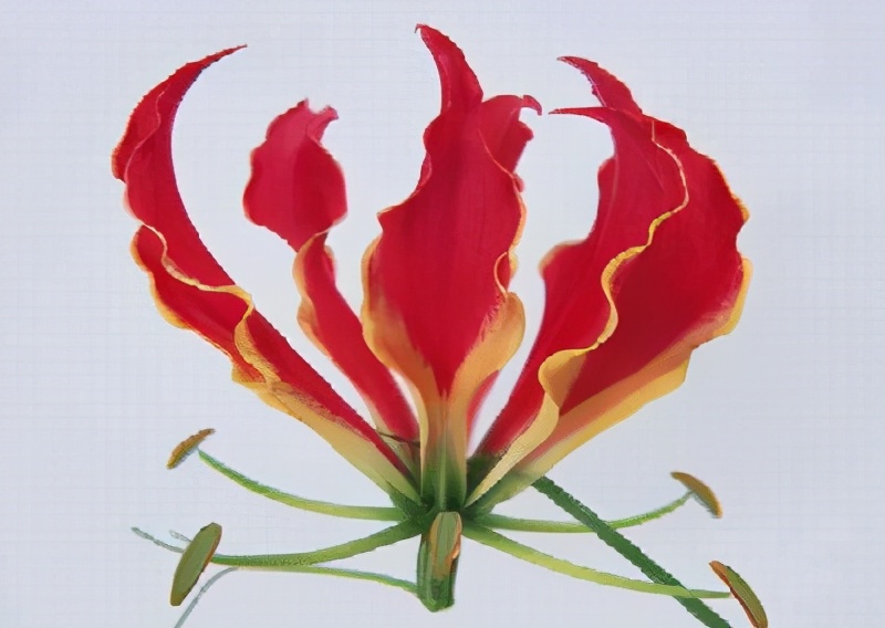 世界各国的国花和国树是什么,世界各国国花大开眼界美到爆