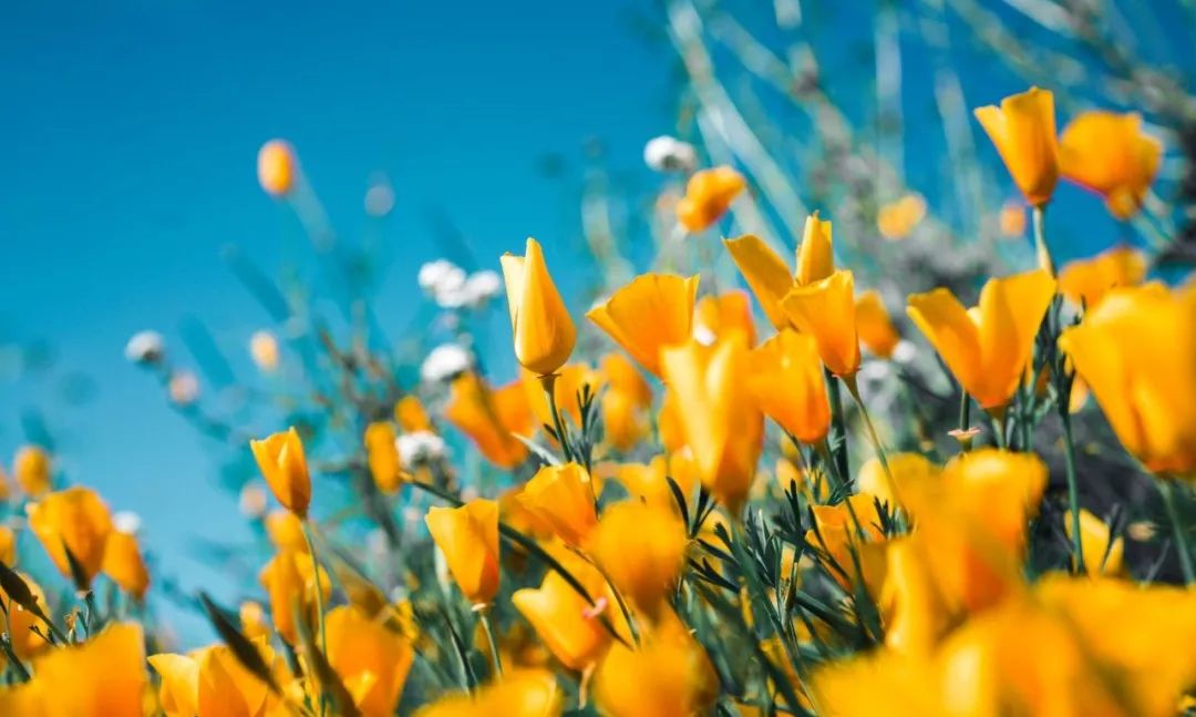 十二星座星盘小白入门课,十二星座星盘分析最准确