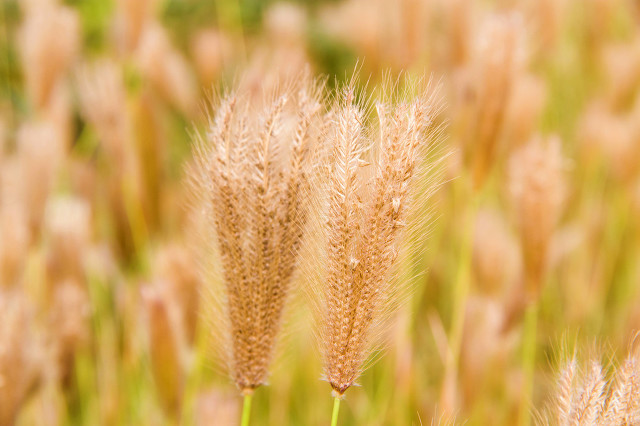 中暑阳暑和阴暑如何防治,晒太阳中暑是阴暑还是阳暑