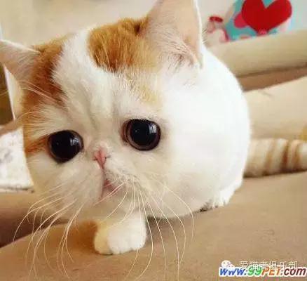 怎么区分加菲猫的品种,纯种加菲猫应该是什么颜色