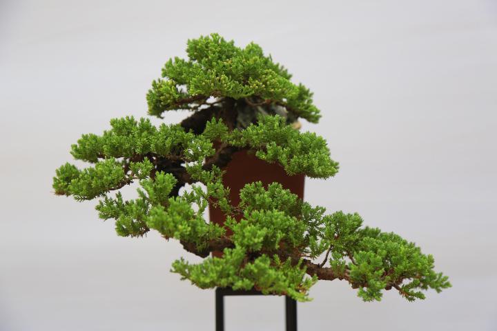 高压繁殖技术在树木盆景繁育中的作用和盆景高压繁殖技术操作手法